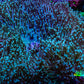 Long Green Polyp Leather Coral, WYSIWYG 11cm MB1 Long Green Polyp Leather Coral, WYSIWYG 11cm MB1 Soft Coral Long Green Polyp Leather Coral, WYSIWYG 11cm MB1 Zeo Box Reef