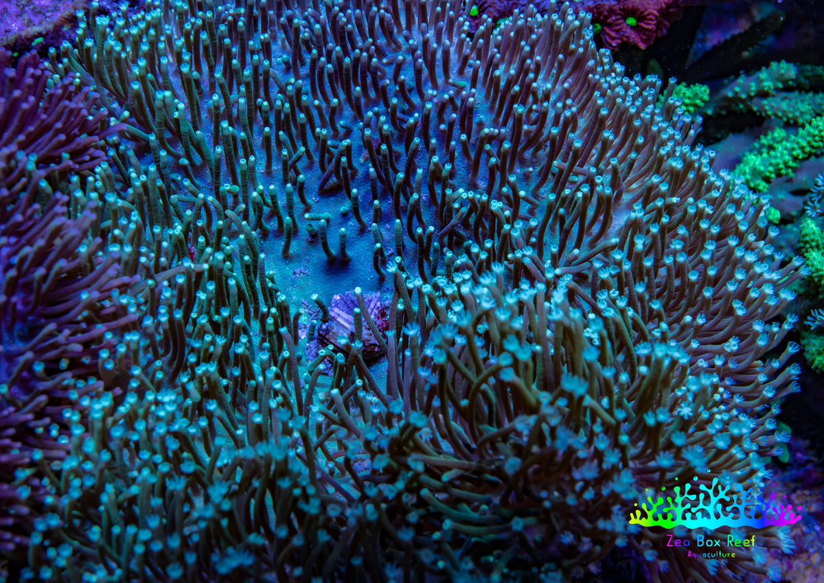 Long Green Polyp Leather Coral, WYSIWYG 11cm MB1 Long Green Polyp Leather Coral, WYSIWYG 11cm MB1 Soft Coral Long Green Polyp Leather Coral, WYSIWYG 11cm MB1 Zeo Box Reef