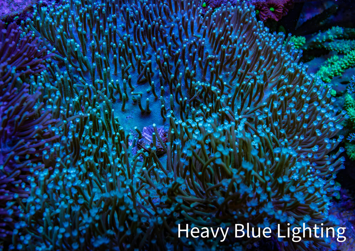 Long Green Polyp Leather Coral, WYSIWYG 11cm MB1 Long Green Polyp Leather Coral, WYSIWYG 11cm MB1 Soft Coral Long Green Polyp Leather Coral, WYSIWYG 11cm MB1 Zeo Box Reef
