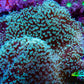 Long Green Polyp Leather Coral, WYSIWYG 11cm Long Green Polyp Leather Coral, WYSIWYG 11cm Soft Coral Long Green Polyp Leather Coral, WYSIWYG 11cm Zeo Box Reef