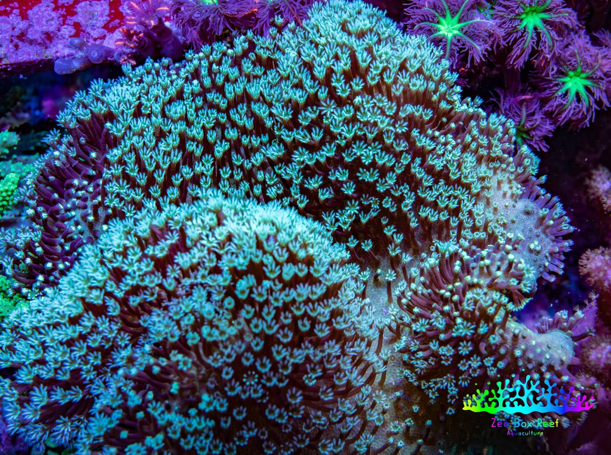 Long Green Polyp Leather Coral, WYSIWYG 11cm Long Green Polyp Leather Coral, WYSIWYG 11cm Soft Coral Long Green Polyp Leather Coral, WYSIWYG 11cm Zeo Box Reef