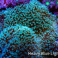 Long Green Polyp Leather Coral, WYSIWYG 11cm Long Green Polyp Leather Coral, WYSIWYG 11cm Soft Coral Long Green Polyp Leather Coral, WYSIWYG 11cm Zeo Box Reef
