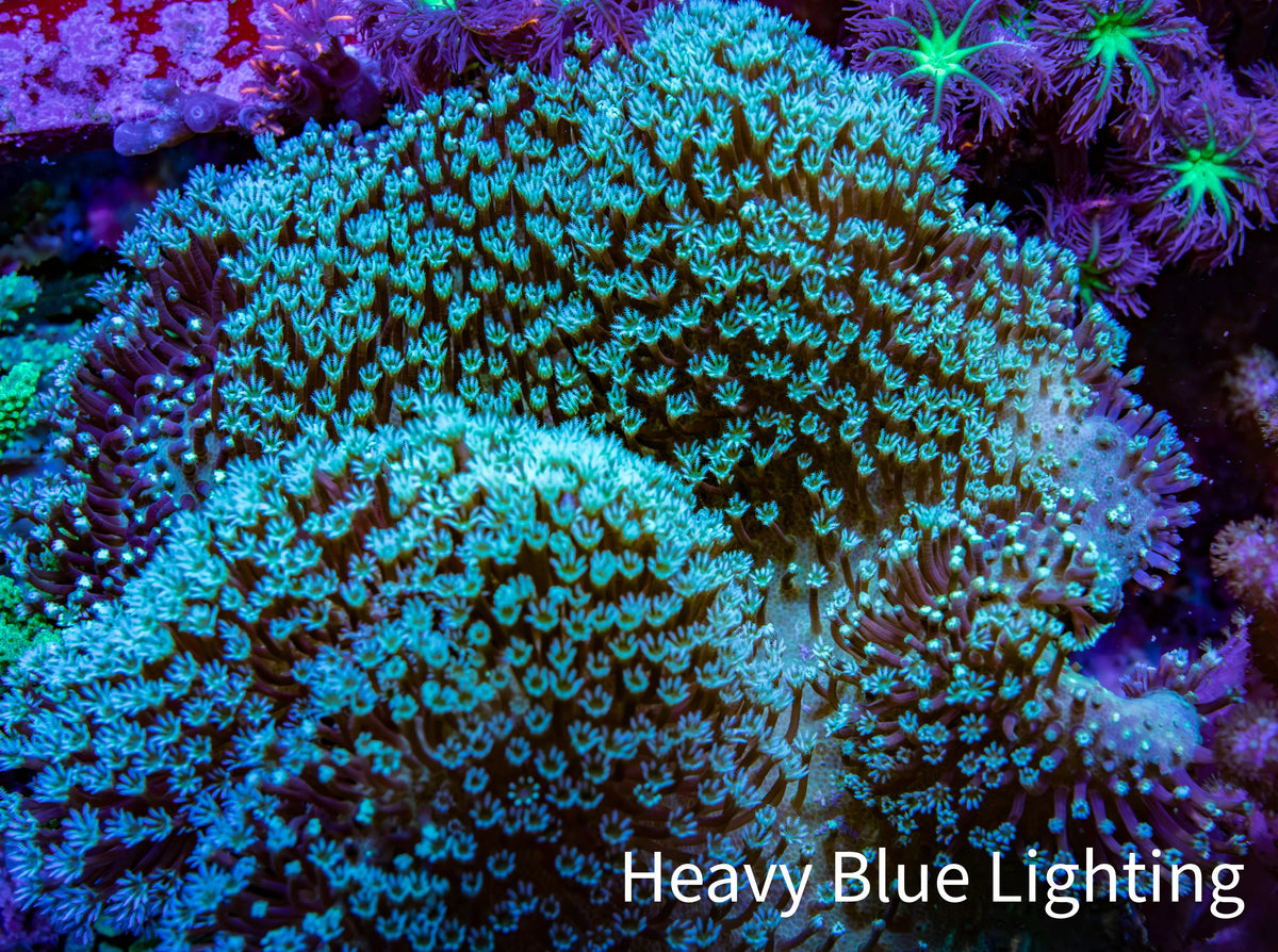 Long Green Polyp Leather Coral, WYSIWYG 11cm Long Green Polyp Leather Coral, WYSIWYG 11cm Soft Coral Long Green Polyp Leather Coral, WYSIWYG 11cm Zeo Box Reef