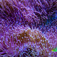 Long Green Polyp Leather Coral, WYSIWYG 12cm MB2 Long Green Polyp Leather Coral, WYSIWYG 12cm MB2 Soft Coral Long Green Polyp Leather Coral, WYSIWYG 12cm MB2 Zeo Box Reef