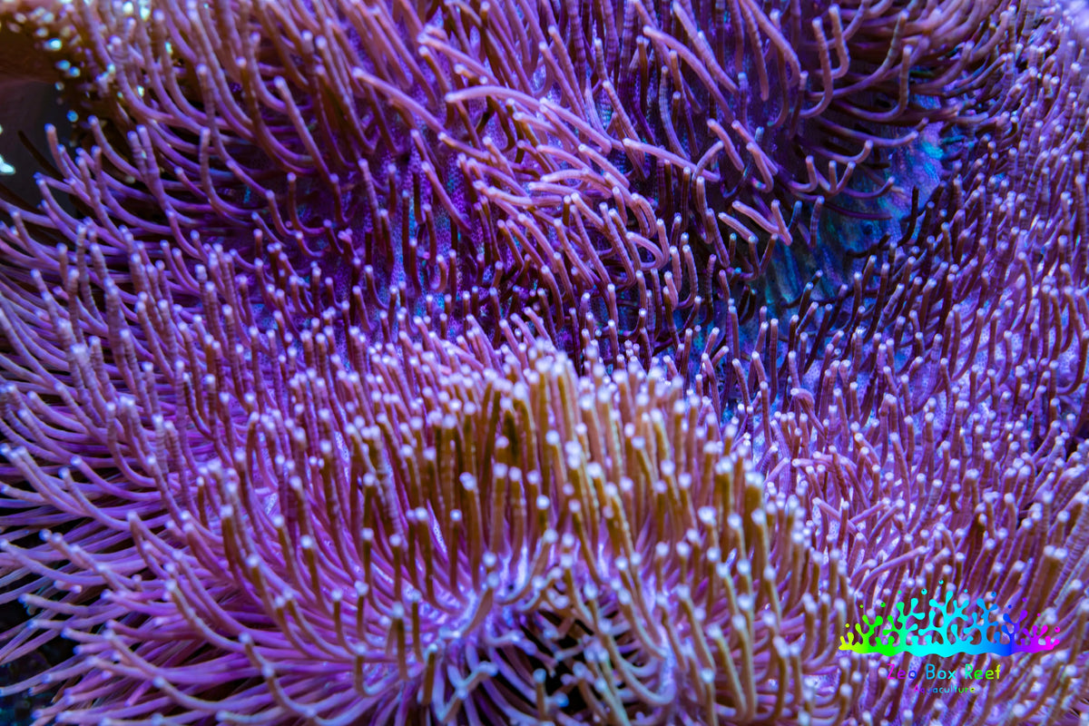 Long Green Polyp Leather Coral, WYSIWYG 12cm MB2 Long Green Polyp Leather Coral, WYSIWYG 12cm MB2 Soft Coral Long Green Polyp Leather Coral, WYSIWYG 12cm MB2 Zeo Box Reef