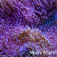 Long Green Polyp Leather Coral, WYSIWYG 12cm MB2 Long Green Polyp Leather Coral, WYSIWYG 12cm MB2 Soft Coral Long Green Polyp Leather Coral, WYSIWYG 12cm MB2 Zeo Box Reef