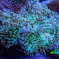 Long Polyp Leather Coral WYSIWYG 8cm Long Polyp Leather Coral WYSIWYG 8cm Soft Coral Long Polyp Leather Coral WYSIWYG 8cm Zeo Box Reef
