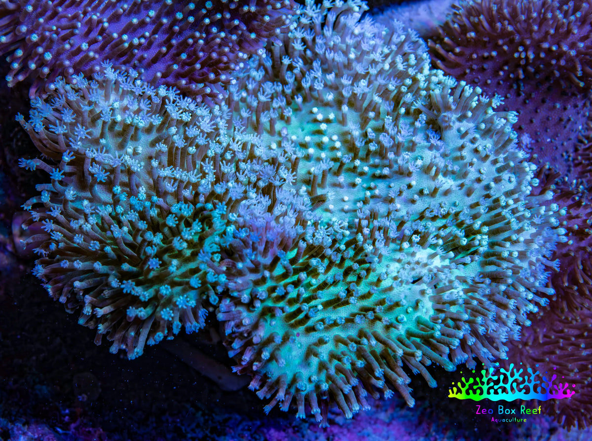 Long Polyp Leather Coral WYSIWYG 8cm Long Polyp Leather Coral WYSIWYG 8cm Soft Coral Long Polyp Leather Coral WYSIWYG 8cm Zeo Box Reef