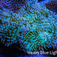 Long Polyp Leather Coral WYSIWYG 8cm Long Polyp Leather Coral WYSIWYG 8cm Soft Coral Long Polyp Leather Coral WYSIWYG 8cm Zeo Box Reef