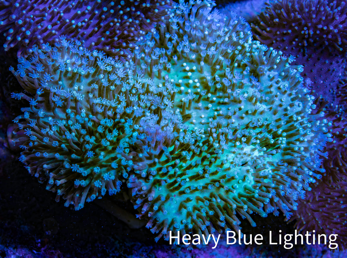 Long Polyp Leather Coral WYSIWYG 8cm Long Polyp Leather Coral WYSIWYG 8cm Soft Coral Long Polyp Leather Coral WYSIWYG 8cm Zeo Box Reef