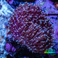 Long Polyp Toadstool Leather Coral WYSIWYG 5cm Long Polyp Toadstool Leather Coral WYSIWYG 5cm Soft Coral Long Polyp Toadstool Leather Coral WYSIWYG 5cm Zeo Box Reef