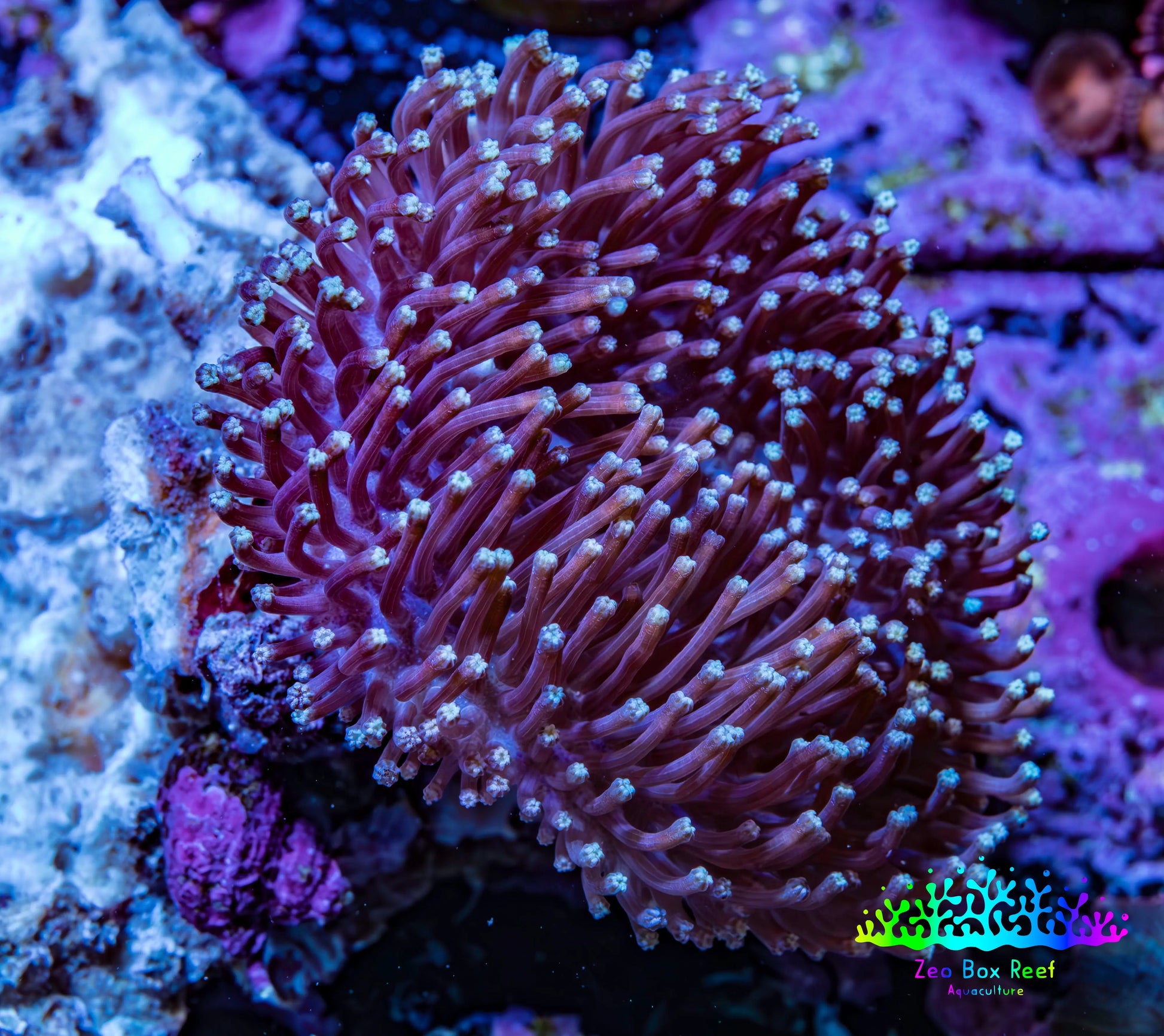 Long Polyp Toadstool Leather Coral WYSIWYG 5cm Long Polyp Toadstool Leather Coral WYSIWYG 5cm Soft Coral Long Polyp Toadstool Leather Coral WYSIWYG 5cm Zeo Box Reef