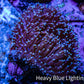 Long Polyp Toadstool Leather Coral WYSIWYG 5cm Long Polyp Toadstool Leather Coral WYSIWYG 5cm Soft Coral Long Polyp Toadstool Leather Coral WYSIWYG 5cm Zeo Box Reef