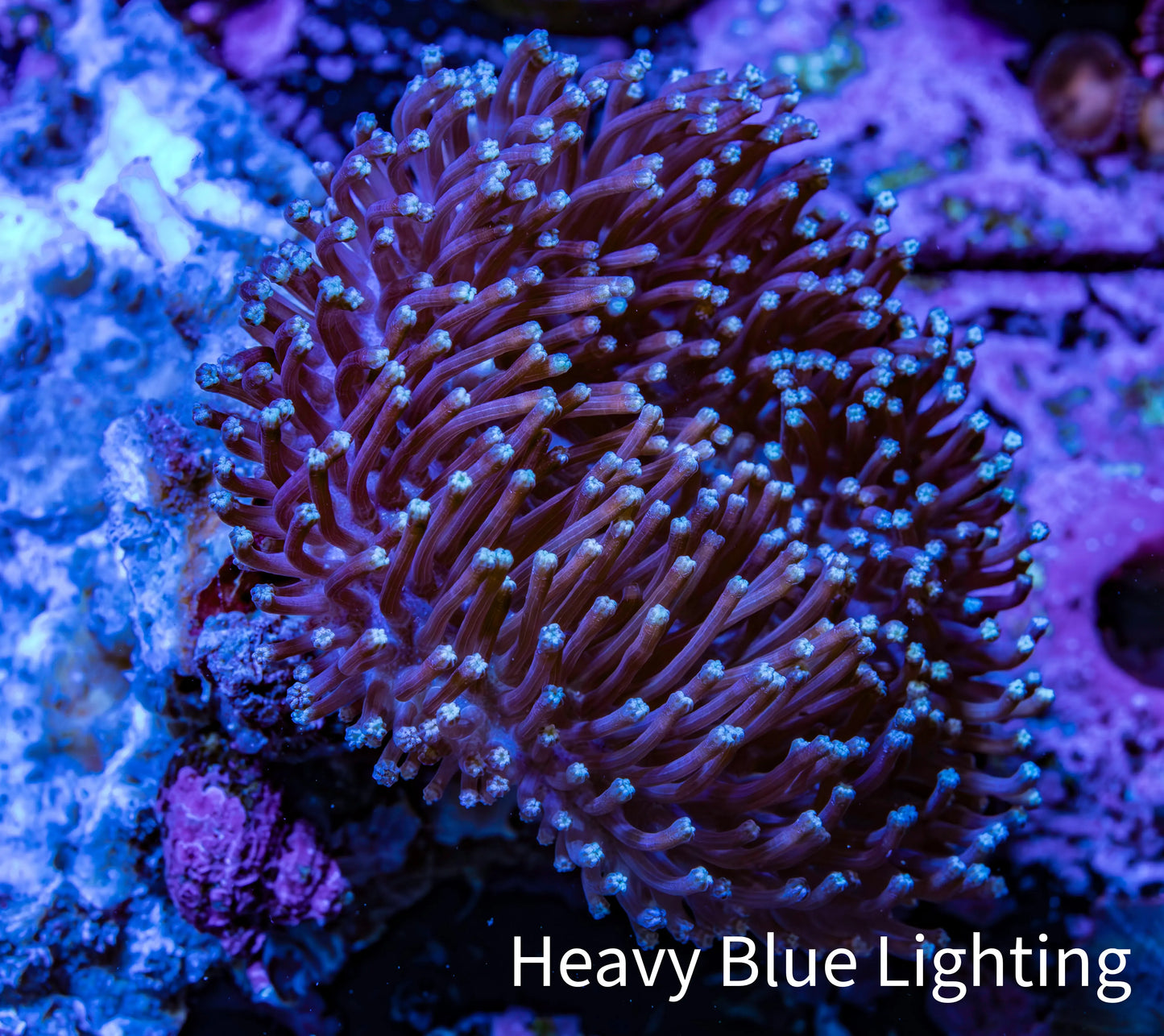 Long Polyp Toadstool Leather Coral WYSIWYG 5cm Long Polyp Toadstool Leather Coral WYSIWYG 5cm Soft Coral Long Polyp Toadstool Leather Coral WYSIWYG 5cm Zeo Box Reef
