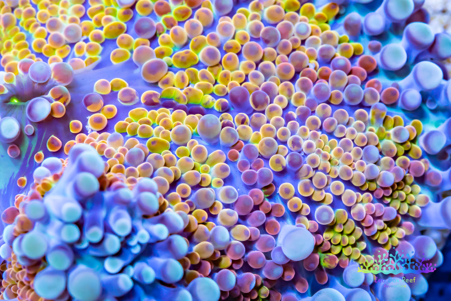 Macro photo od rainbow Ricordea coral