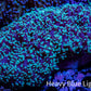 Frogspawn Coral -  WYSIWYG 10cm  C5R5B1