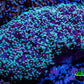 Frogspawn Coral -  WYSIWYG 10cm  C5R5B1