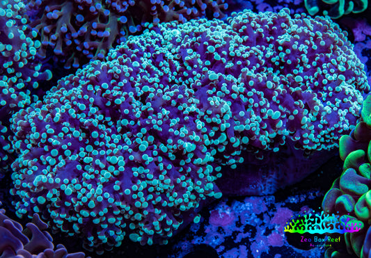 Frogspawn Coral -  WYSIWYG 10cm  C5R5B1