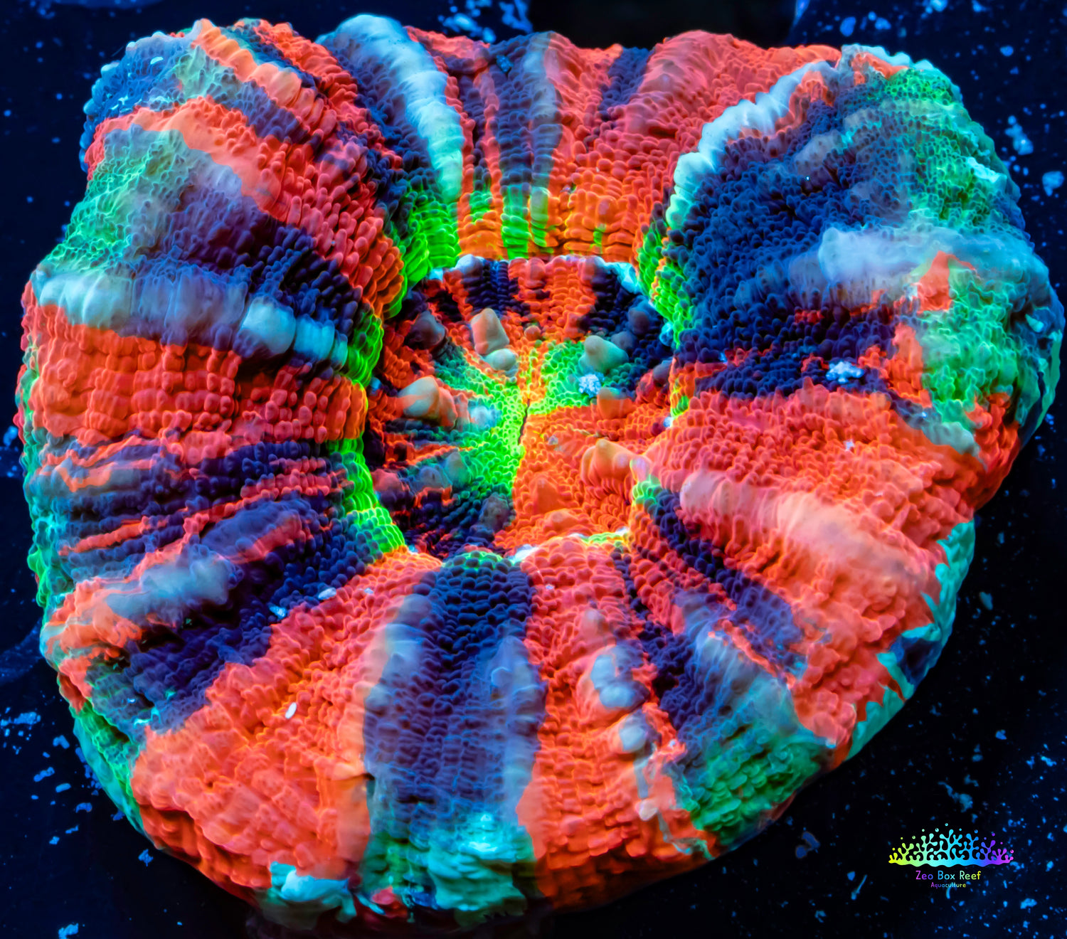 Corals For Sale Australia – Zeo Box Reef Aquaculture
