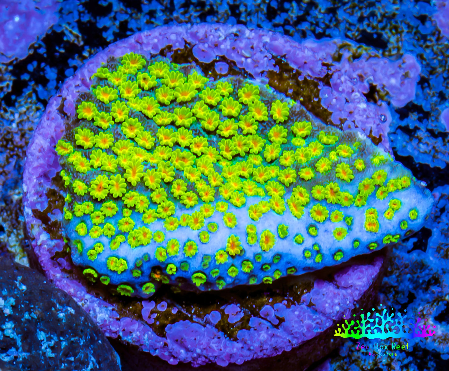 Melting RainBow 🌈 Monti Frag WYSIWYG Melting RainBow 🌈 Monti Frag WYSIWYG SPS Melting RainBow 🌈 Monti Frag WYSIWYG Zeo Box Reef