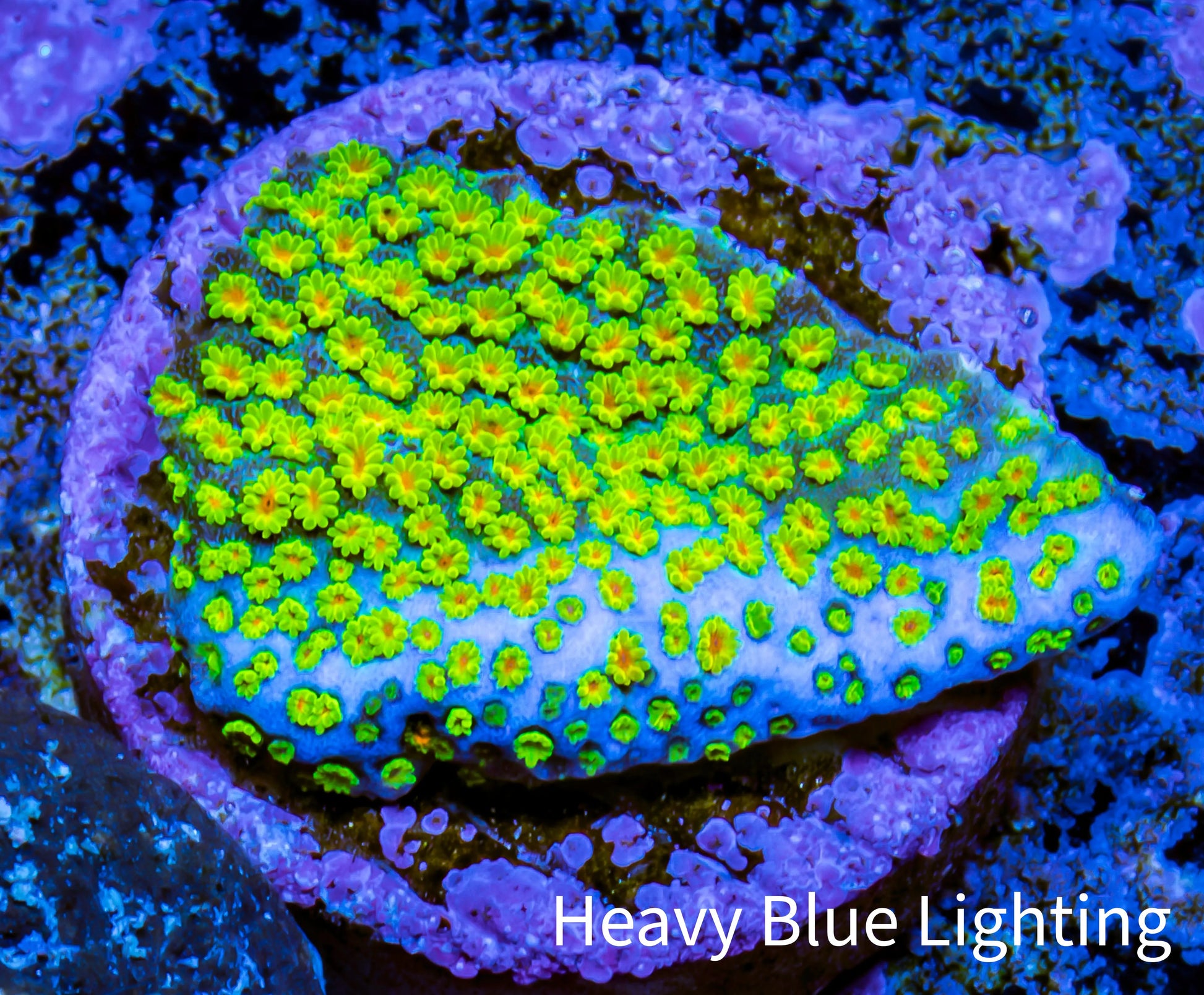 Melting RainBow 🌈 Monti Frag WYSIWYG Melting RainBow 🌈 Monti Frag WYSIWYG SPS Melting RainBow 🌈 Monti Frag WYSIWYG Zeo Box Reef