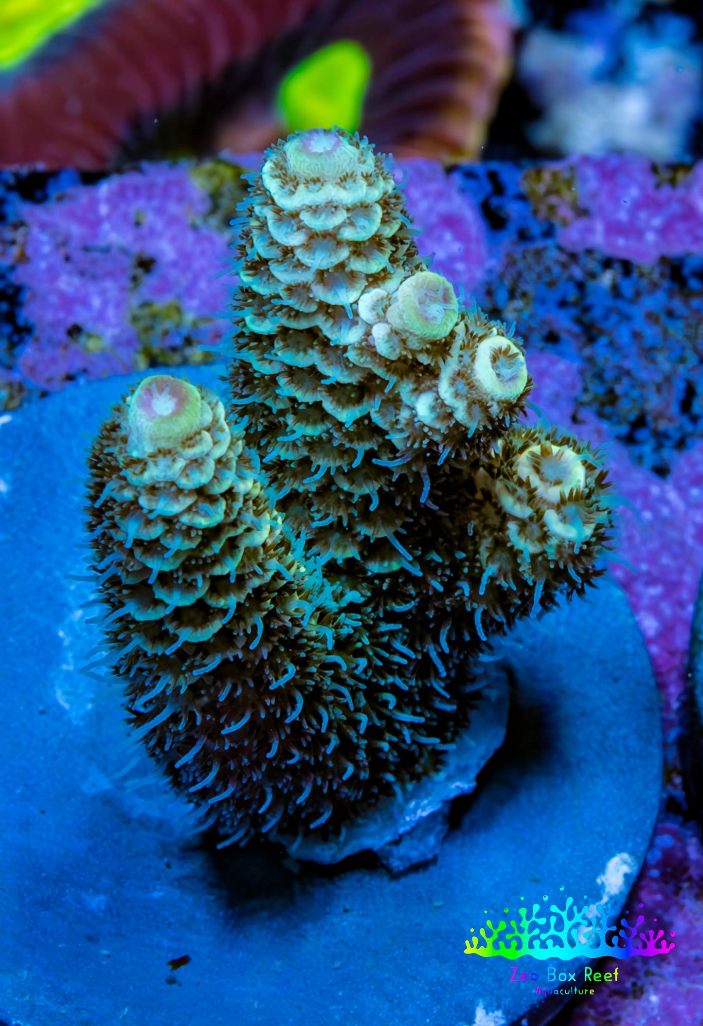 Millepora Coral - Ultra Mille Frag  WYSIWYG A9R5B1 Millepora Coral - Ultra Mille Frag  WYSIWYG A9R5B1 SPS Millepora Coral - Ultra Mille Frag  WYSIWYG A9R5B1 Zeo Box Reef