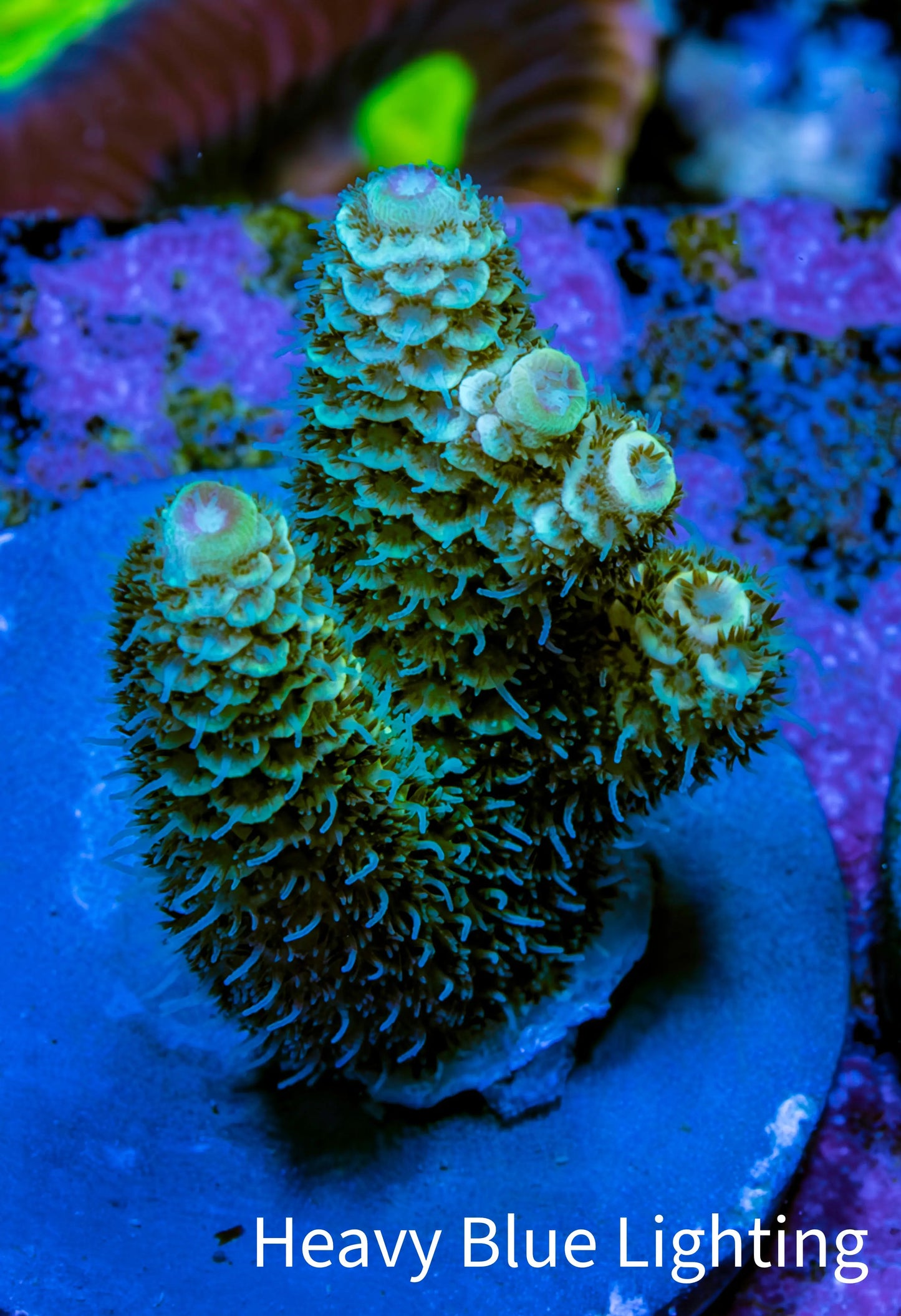Millepora Coral - Ultra Mille Frag  WYSIWYG A9R5B1 Millepora Coral - Ultra Mille Frag  WYSIWYG A9R5B1 SPS Millepora Coral - Ultra Mille Frag  WYSIWYG A9R5B1 Zeo Box Reef