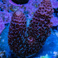 Millepora Coral - Ultra Mille Frag  WYSIWYG B3R5B1 Millepora Coral - Ultra Mille Frag  WYSIWYG B3R5B1 SPS Millepora Coral - Ultra Mille Frag  WYSIWYG B3R5B1 Zeo Box Reef
