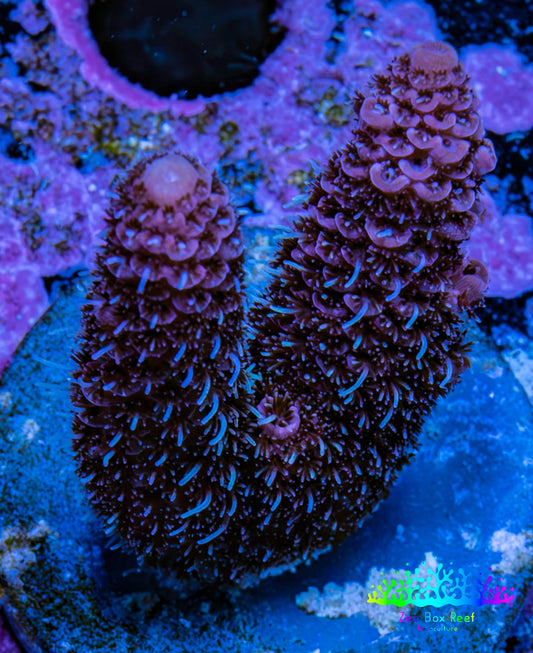 Millepora Coral - Ultra Mille Frag  WYSIWYG B3R5B1 Millepora Coral - Ultra Mille Frag  WYSIWYG B3R5B1 SPS Millepora Coral - Ultra Mille Frag  WYSIWYG B3R5B1 Zeo Box Reef