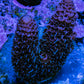 Millepora Coral - Ultra Mille Frag  WYSIWYG B3R5B1 Millepora Coral - Ultra Mille Frag  WYSIWYG B3R5B1 SPS Millepora Coral - Ultra Mille Frag  WYSIWYG B3R5B1 Zeo Box Reef