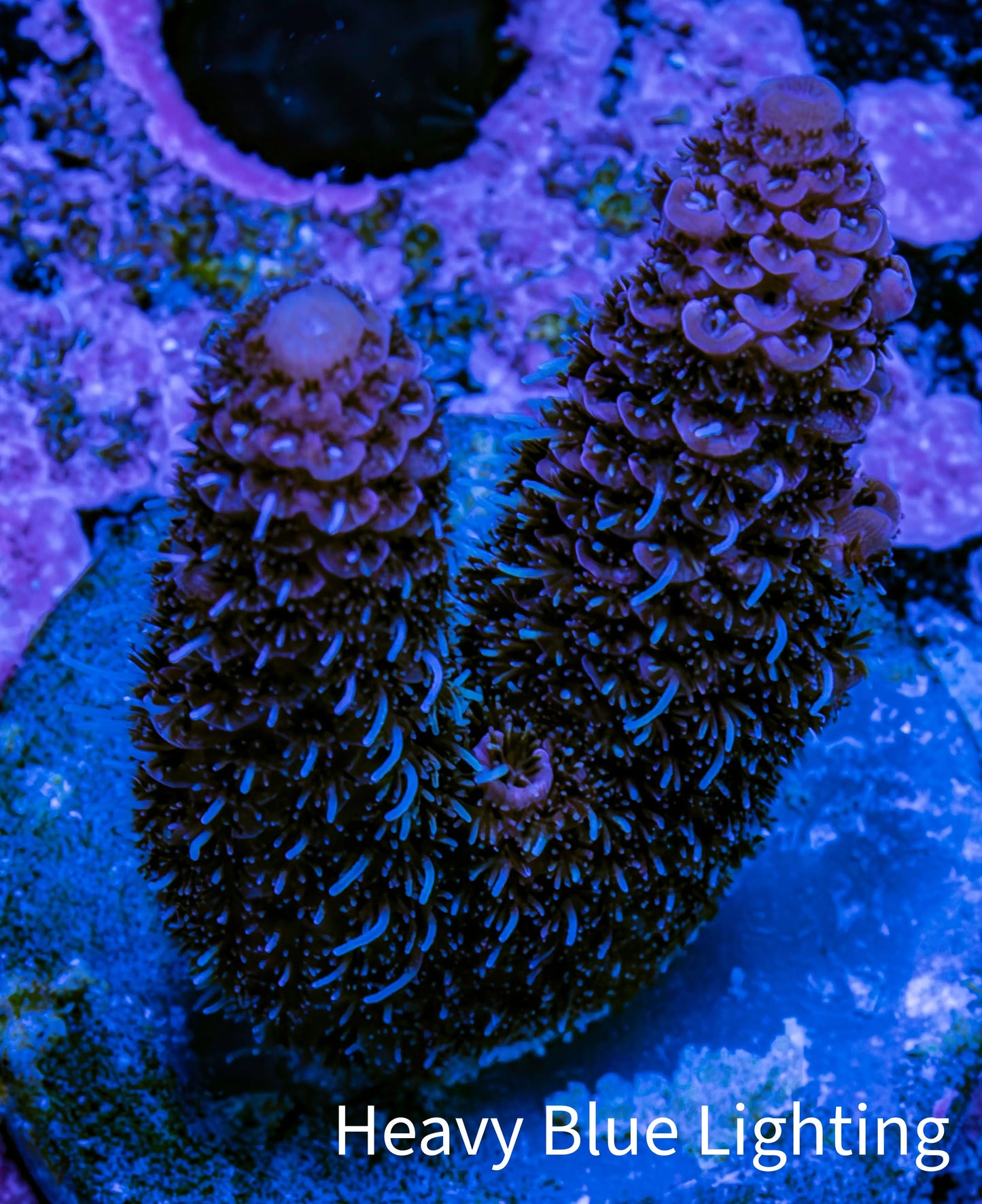 Millepora Coral - Ultra Mille Frag  WYSIWYG B3R5B1 Millepora Coral - Ultra Mille Frag  WYSIWYG B3R5B1 SPS Millepora Coral - Ultra Mille Frag  WYSIWYG B3R5B1 Zeo Box Reef
