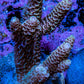 Millepora Coral - Ultra Mille Frag  WYSIWYG B6R5B1 Millepora Coral - Ultra Mille Frag  WYSIWYG B6R5B1 SPS Millepora Coral - Ultra Mille Frag  WYSIWYG B6R5B1 Zeo Box Reef