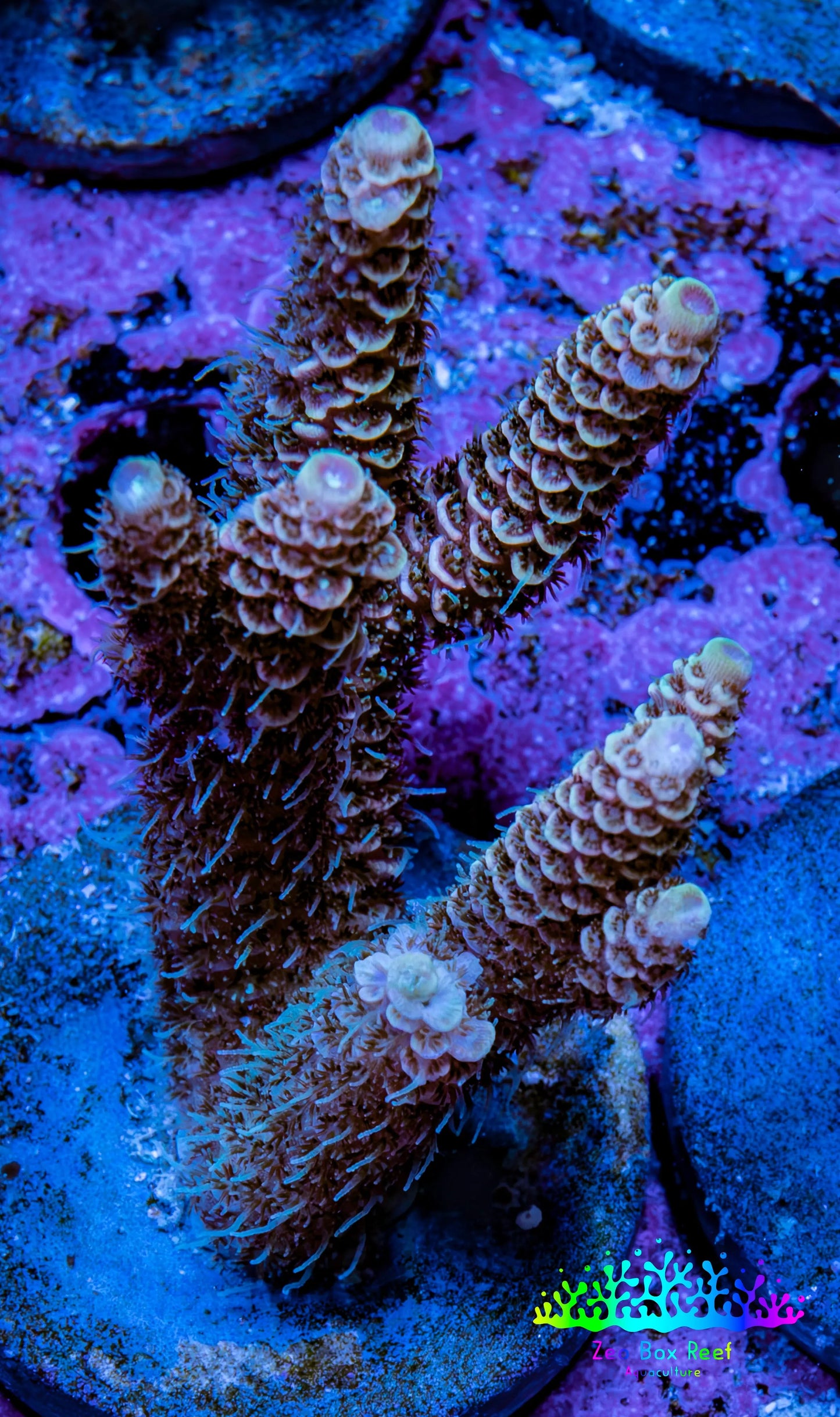 Millepora Coral - Ultra Mille Frag  WYSIWYG B6R5B1 Millepora Coral - Ultra Mille Frag  WYSIWYG B6R5B1 SPS Millepora Coral - Ultra Mille Frag  WYSIWYG B6R5B1 Zeo Box Reef