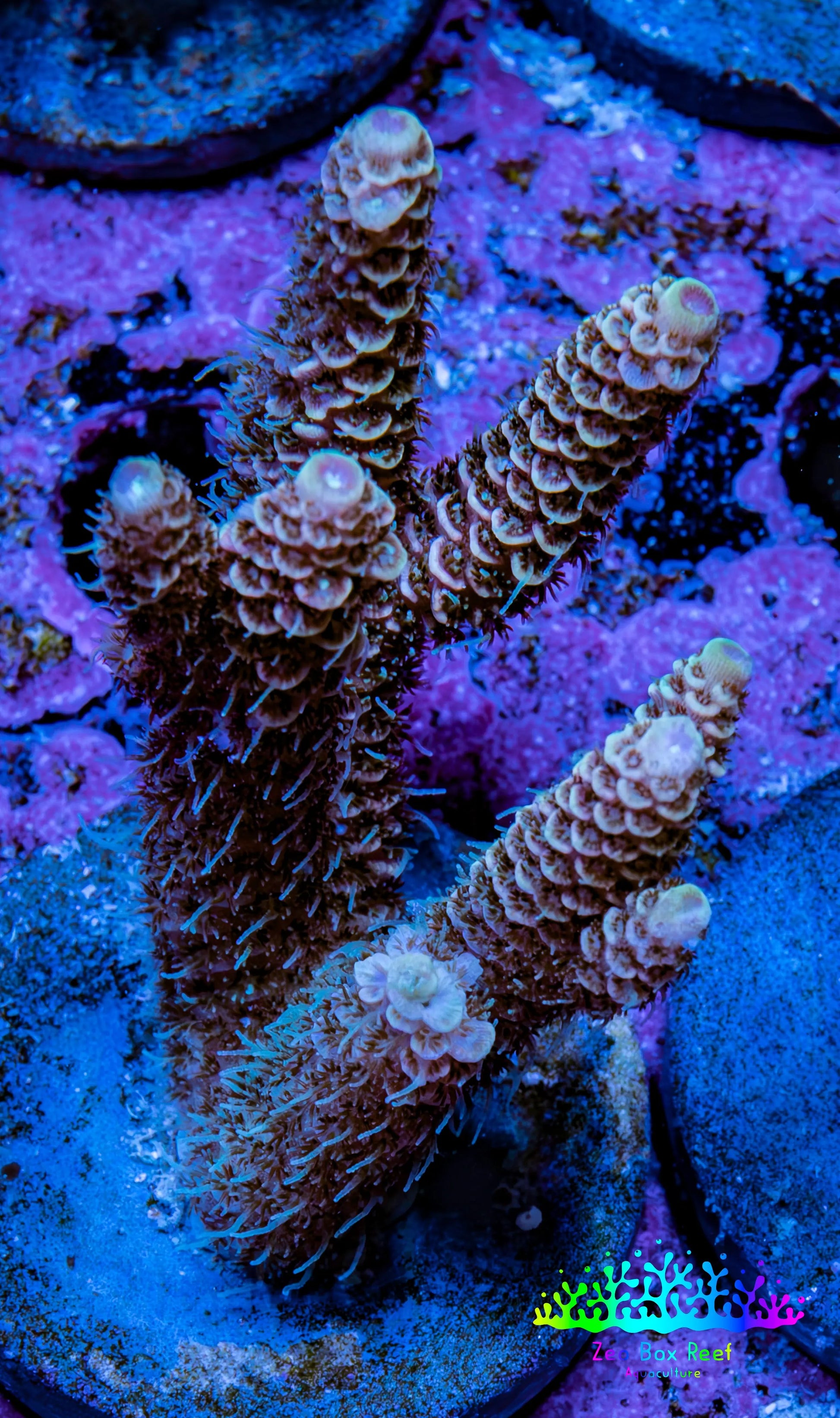 Millepora Coral - Ultra Mille Frag  WYSIWYG B6R5B1 Millepora Coral - Ultra Mille Frag  WYSIWYG B6R5B1 SPS Millepora Coral - Ultra Mille Frag  WYSIWYG B6R5B1 Zeo Box Reef