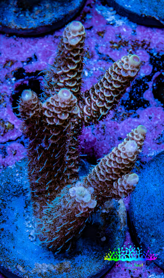 Millepora Coral - Ultra Mille Frag  WYSIWYG B6R5B1 Millepora Coral - Ultra Mille Frag  WYSIWYG B6R5B1 SPS Millepora Coral - Ultra Mille Frag  WYSIWYG B6R5B1 Zeo Box Reef