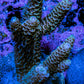 Millepora Coral - Ultra Mille Frag  WYSIWYG B6R5B1 Millepora Coral - Ultra Mille Frag  WYSIWYG B6R5B1 SPS Millepora Coral - Ultra Mille Frag  WYSIWYG B6R5B1 Zeo Box Reef