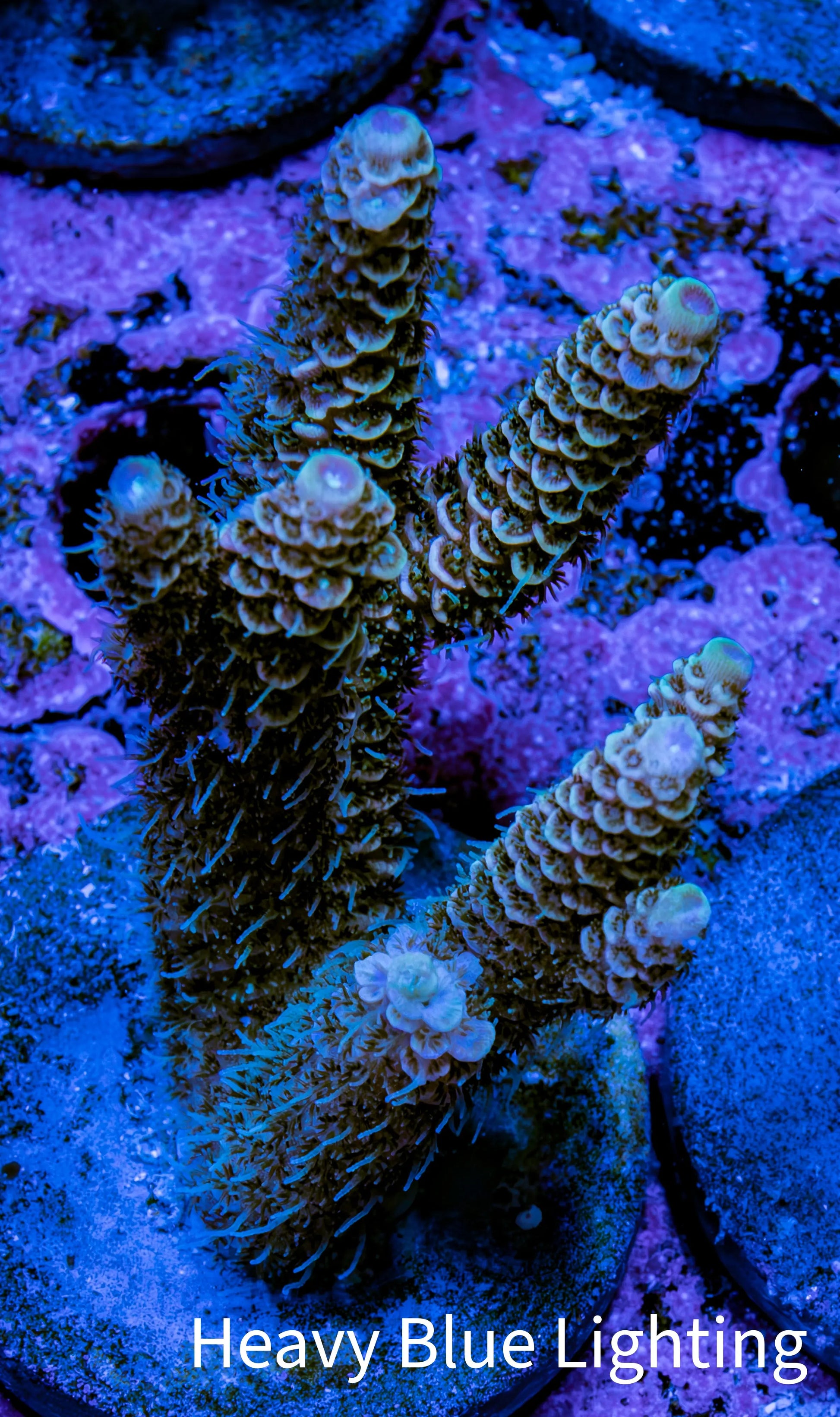 Millepora Coral - Ultra Mille Frag  WYSIWYG B6R5B1 Millepora Coral - Ultra Mille Frag  WYSIWYG B6R5B1 SPS Millepora Coral - Ultra Mille Frag  WYSIWYG B6R5B1 Zeo Box Reef