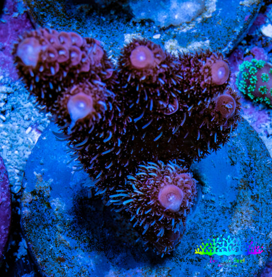 Millepora Coral - Ultra Mille Frag  WYSIWYG C2R5B1 Millepora Coral - Ultra Mille Frag  WYSIWYG C2R5B1 SPS Millepora Coral - Ultra Mille Frag  WYSIWYG C2R5B1 Zeo Box Reef