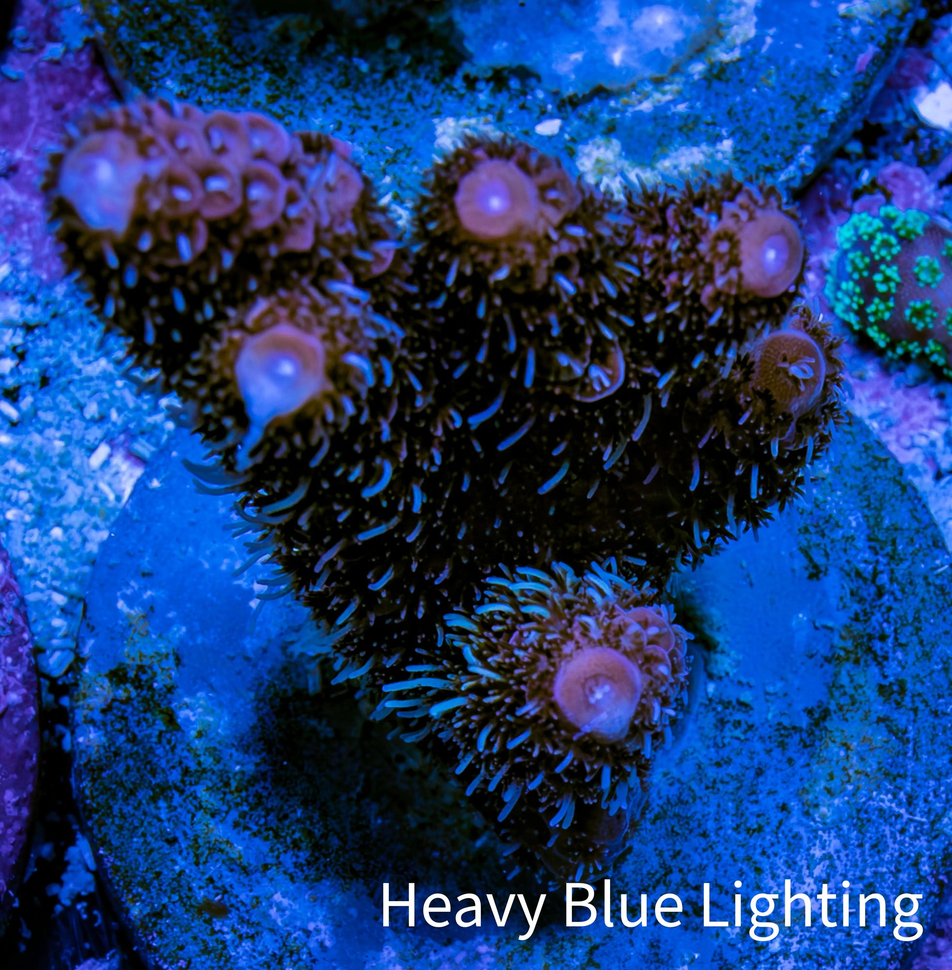 Millepora Coral - Ultra Mille Frag  WYSIWYG C2R5B1 Millepora Coral - Ultra Mille Frag  WYSIWYG C2R5B1 SPS Millepora Coral - Ultra Mille Frag  WYSIWYG C2R5B1 Zeo Box Reef