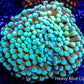 Mint Tip Gold Torch Coral WYSIWYG 5cm Mint Tip Gold Torch Coral WYSIWYG 5cm LPS Mint Tip Gold Torch Coral WYSIWYG 5cm Zeo Box Reef