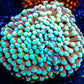 Mint Tip Gold Torch Coral WYSIWYG 5cm Mint Tip Gold Torch Coral WYSIWYG 5cm LPS Mint Tip Gold Torch Coral WYSIWYG 5cm Zeo Box Reef