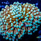 Mint Tip Gold Torch Coral WYSIWYG 5cm Mint Tip Gold Torch Coral WYSIWYG 5cm LPS Mint Tip Gold Torch Coral WYSIWYG 5cm Zeo Box Reef
