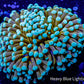 Mint Tip Gold Torch Coral WYSIWYG 5cm Mint Tip Gold Torch Coral WYSIWYG 5cm LPS Mint Tip Gold Torch Coral WYSIWYG 5cm Zeo Box Reef