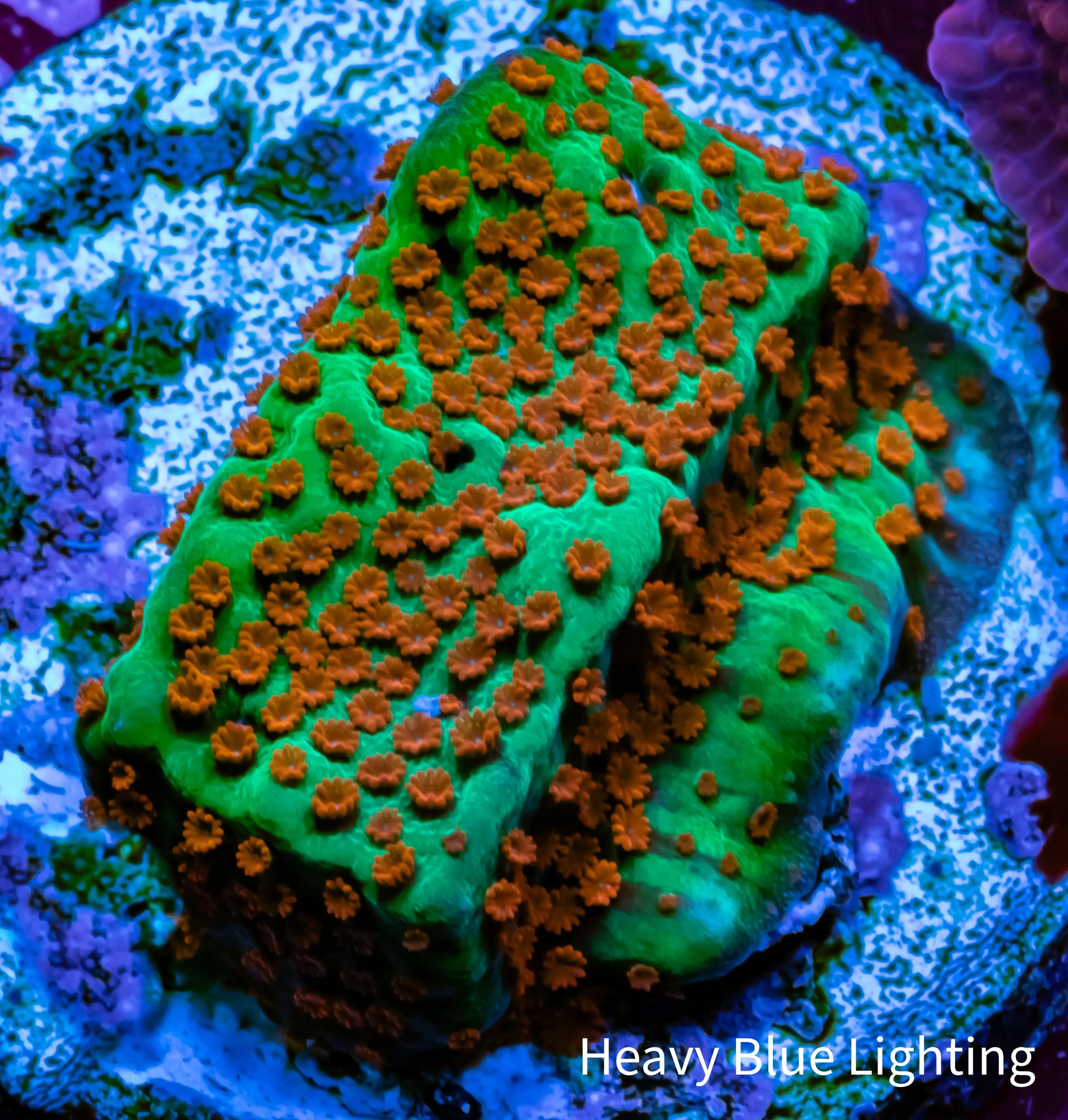Montipora Coral- Chilli Pepper Monti Frag Montipora Coral- Chilli Pepper Monti Frag SPS Montipora Coral- Chilli Pepper Monti Frag Zeo Box Reef