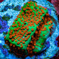 Montipora Coral- Chilli Pepper Monti Frag Montipora Coral- Chilli Pepper Monti Frag SPS Montipora Coral- Chilli Pepper Monti Frag Zeo Box Reef