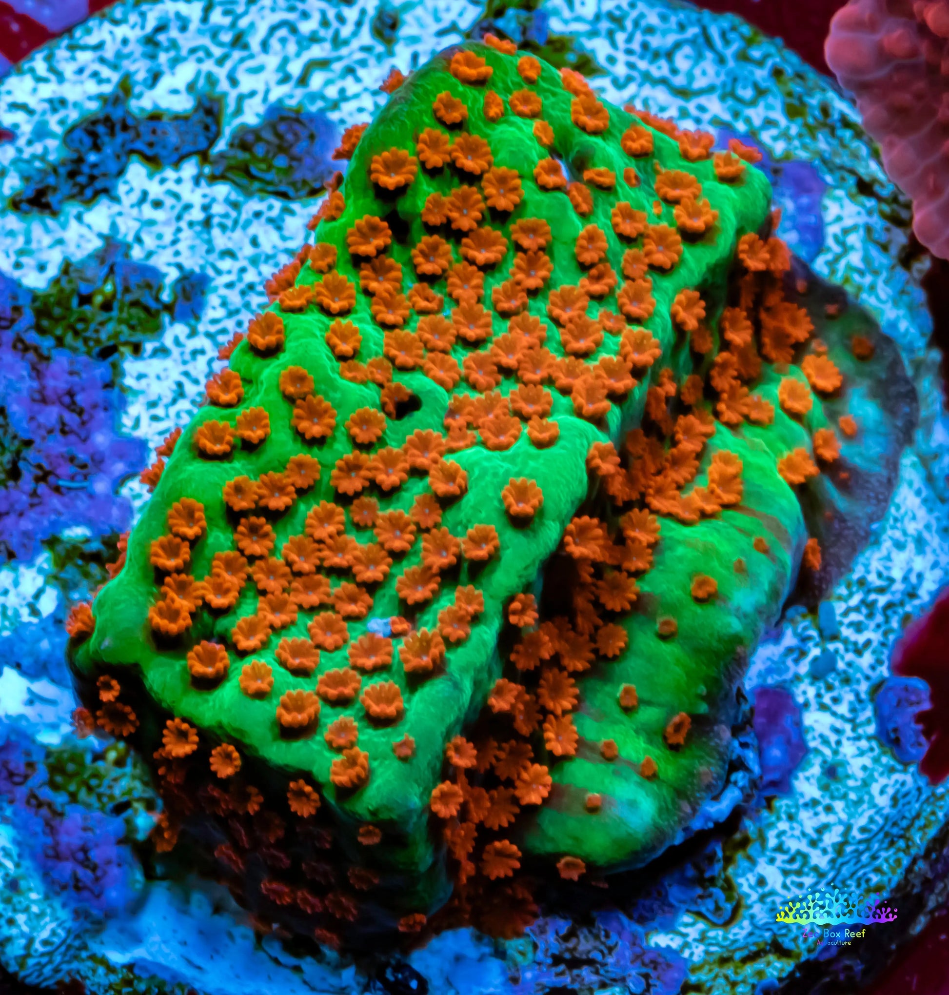 Montipora Coral- Chilli Pepper Monti Frag Montipora Coral- Chilli Pepper Monti Frag SPS Montipora Coral- Chilli Pepper Monti Frag Zeo Box Reef