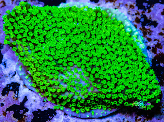 Montipora Coral- Hulk  Monti Frag Montipora Coral- Hulk  Monti Frag SPS Montipora Coral- Hulk  Monti Frag Zeo Box Reef