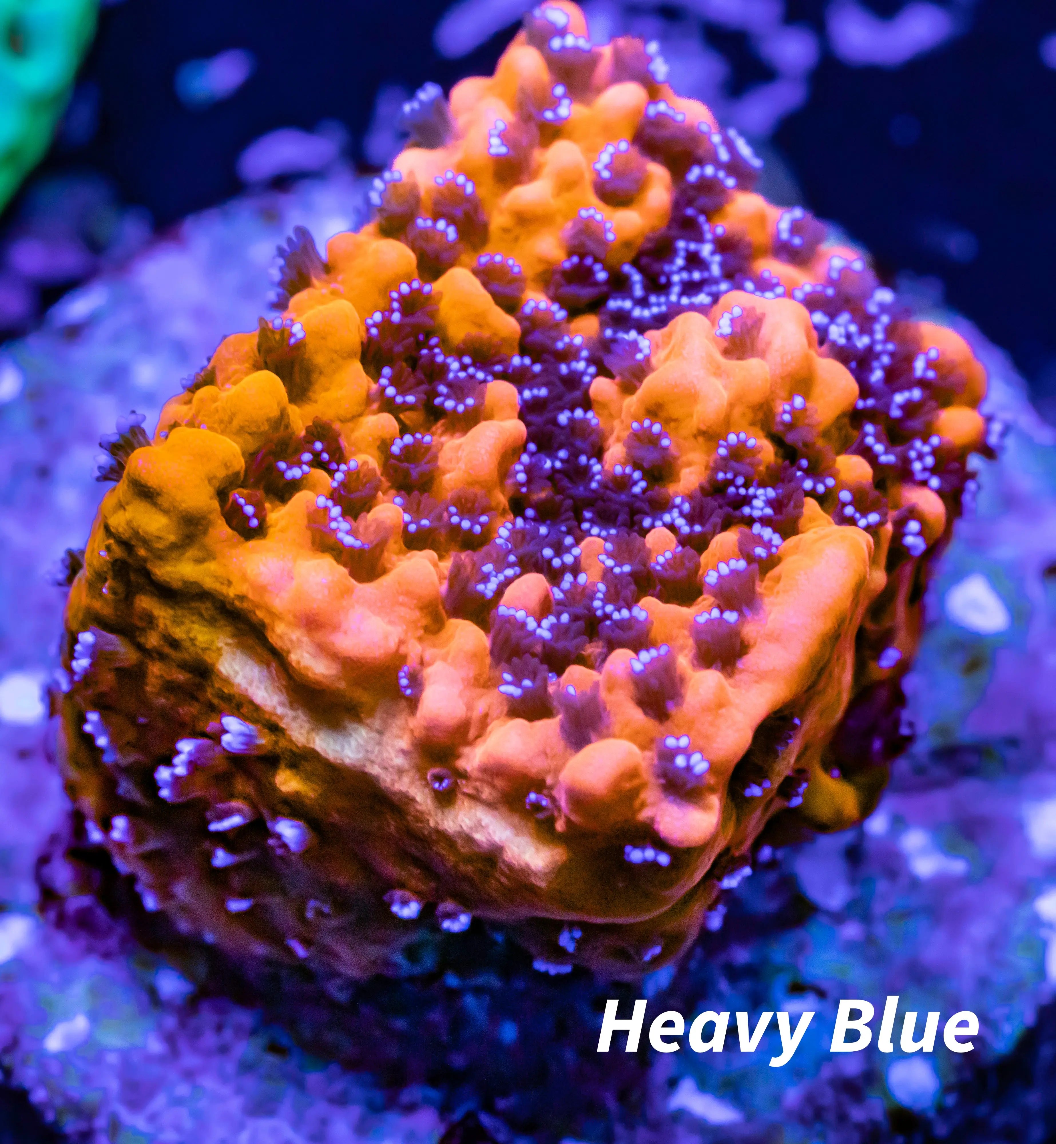"Add Some Color to Your Tank with Montipora Corals Zeo Box Reef