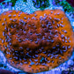 Montipora Coral- Mystic Sunset Monti Frag Montipora Coral- Mystic Sunset Monti Frag SPS Montipora Coral- Mystic Sunset Monti Frag Zeo Box Reef