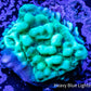 Montipora Coral- Candy Apple 🍏 Monti Frag Montipora Coral- Candy Apple 🍏 Monti Frag SPS Montipora Coral- Candy Apple 🍏 Monti Frag Zeo Box Reef
